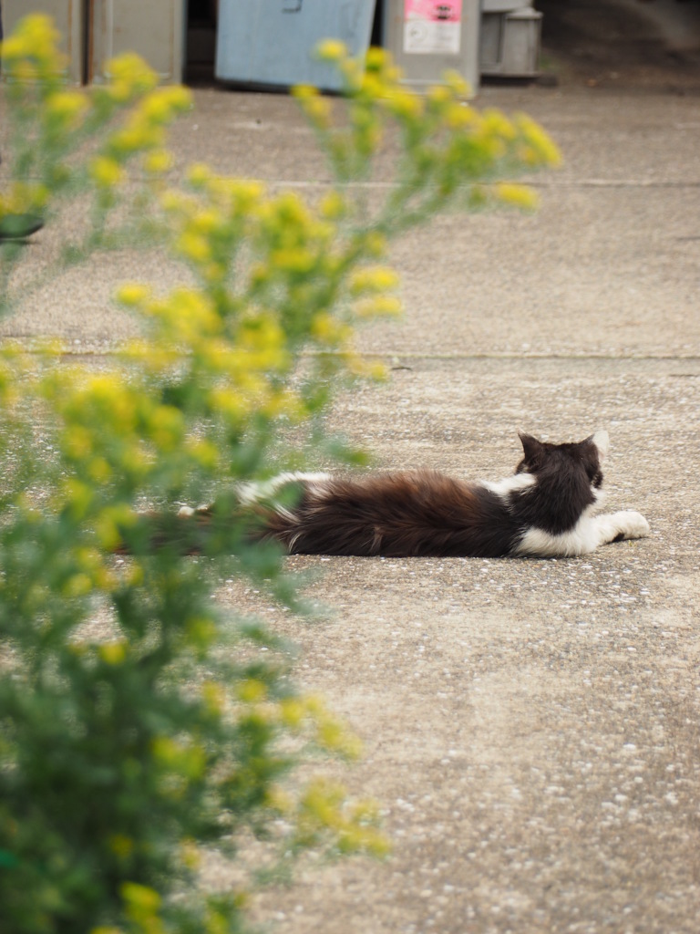 ねこ