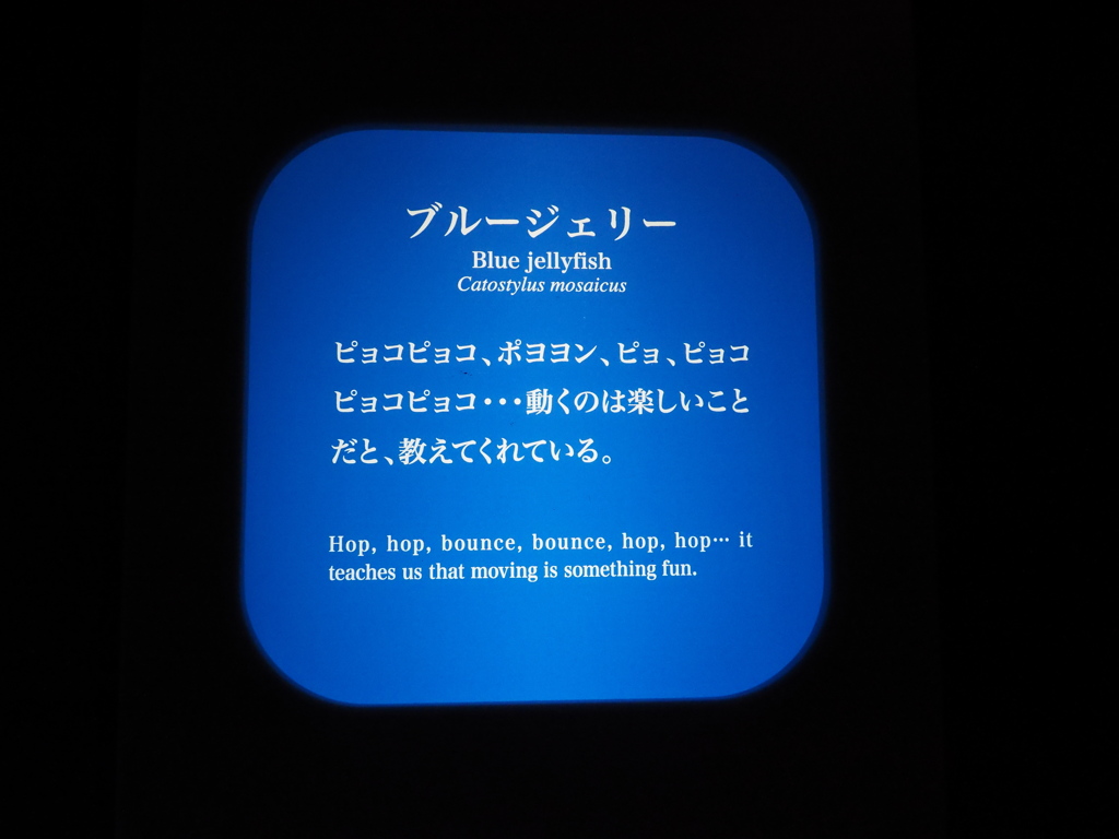 クラゲの説明