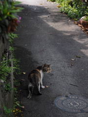 常滑ねこ