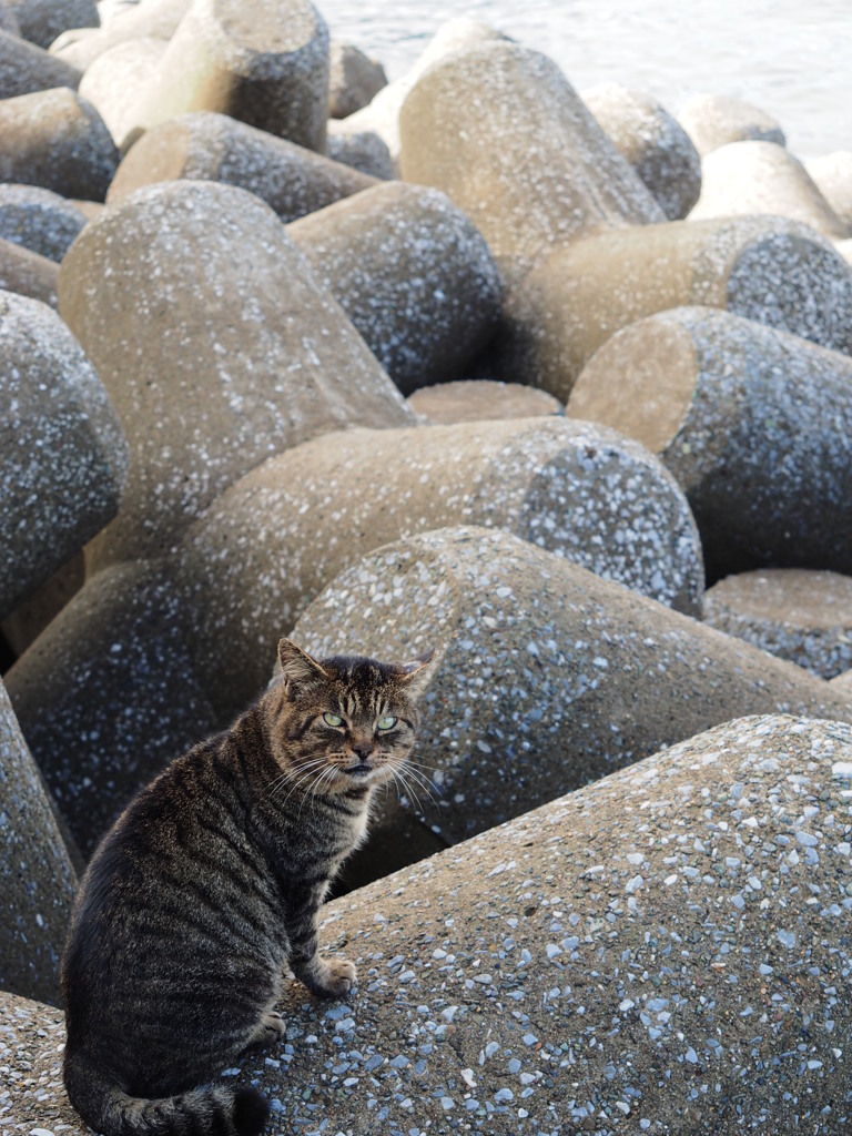 ねこ