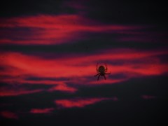 夕焼け蜘蛛