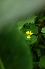 静かに咲く