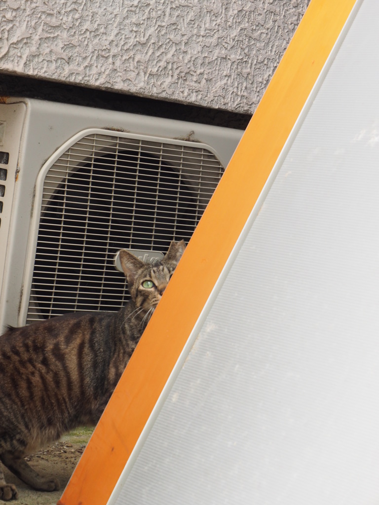 ねこ