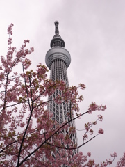 桜とスカイツリー