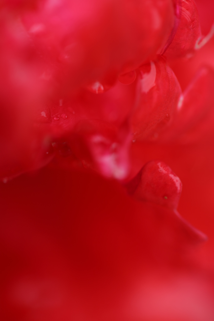 幻想薔薇