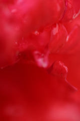 幻想薔薇