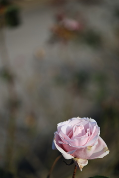 薔薇の夢