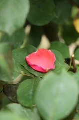 花びら