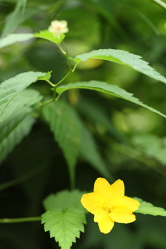 幸せへの黄色い花