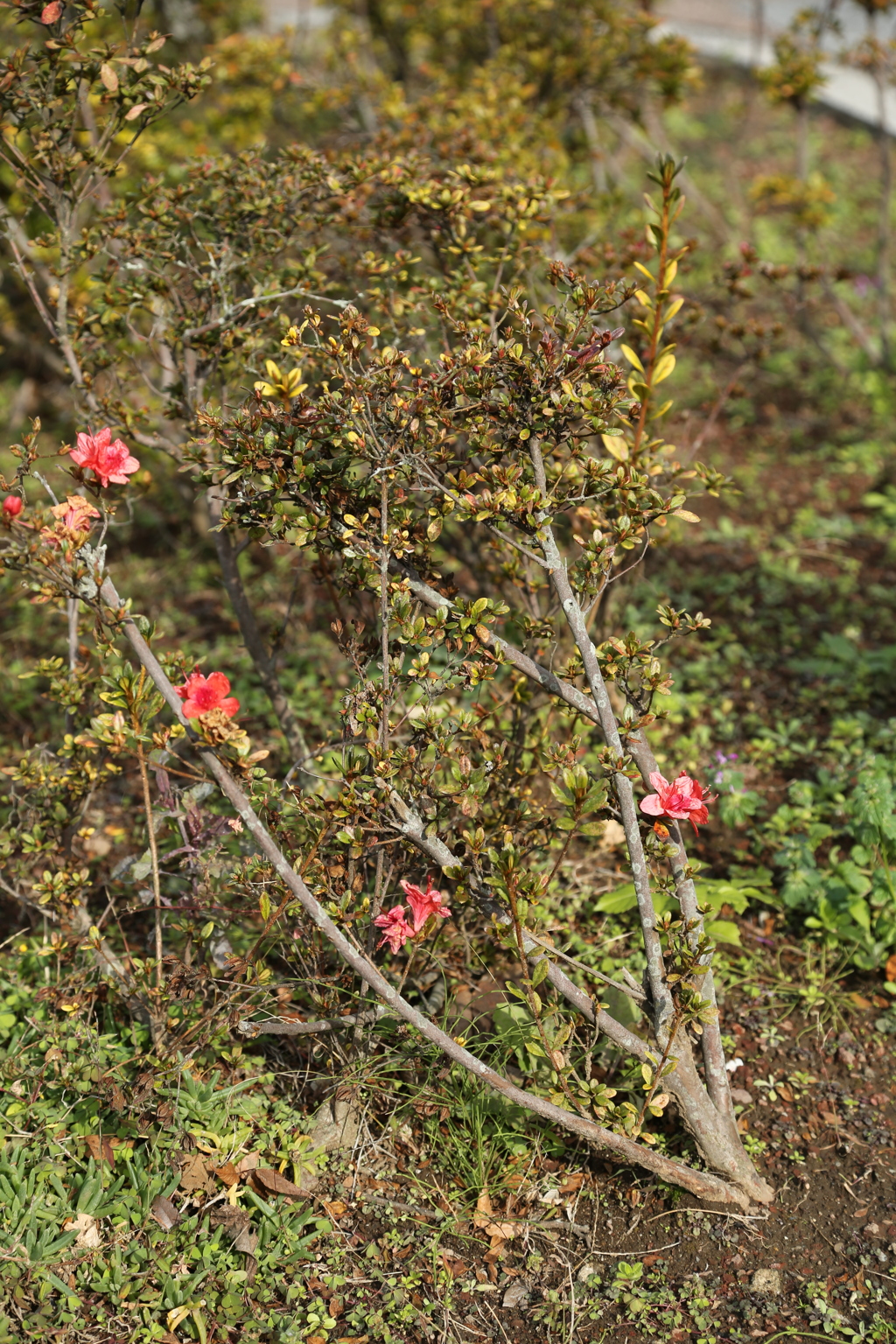 それぞれの花