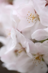 桜よ　君は美しい