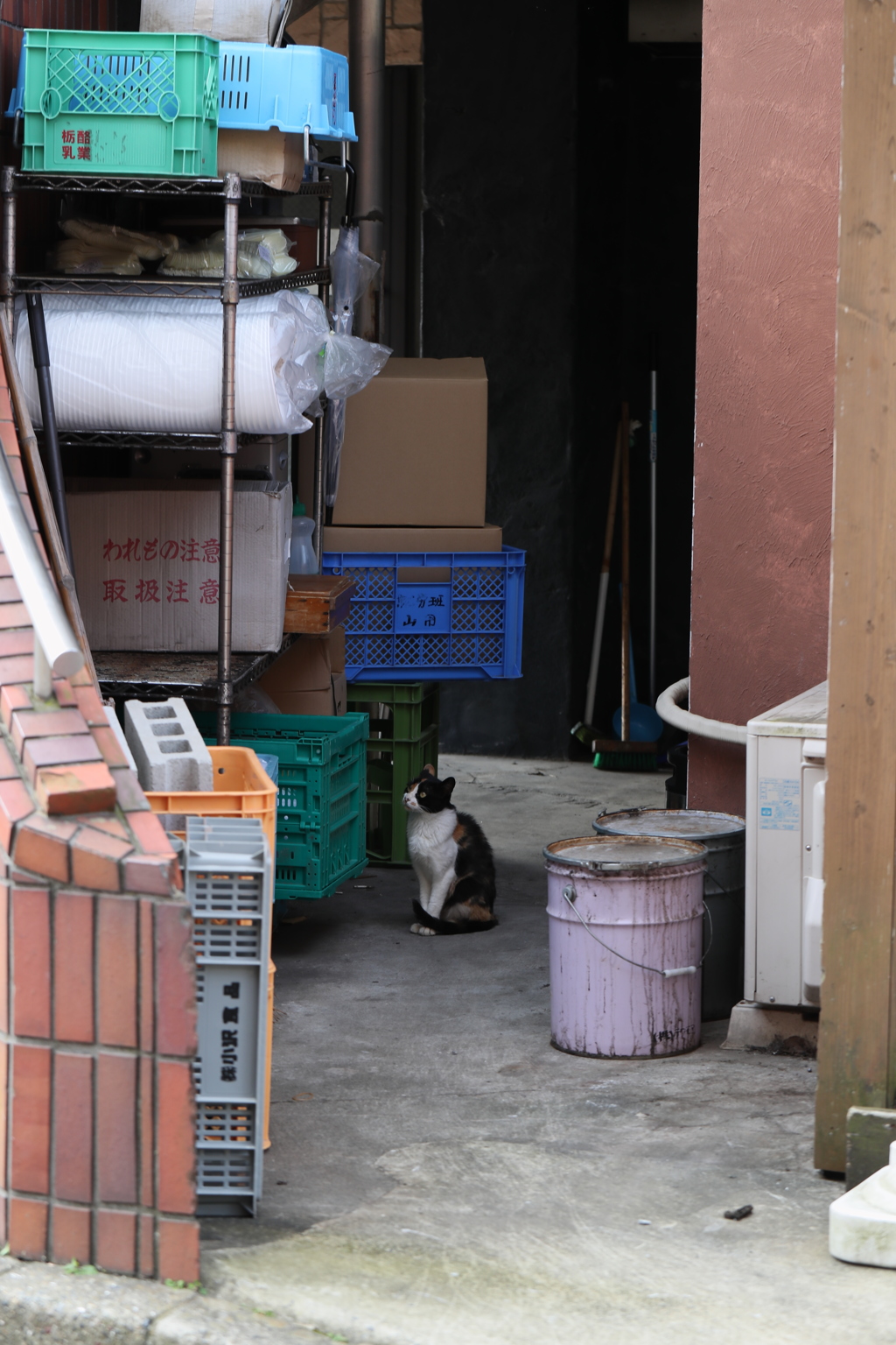 たたずむ猫