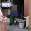 たたずむ猫