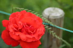 薔薇と杭
