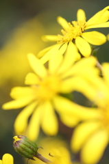 輝いてベイビー