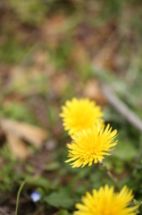 春の花