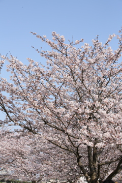 春便り