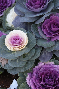 冬の花壇