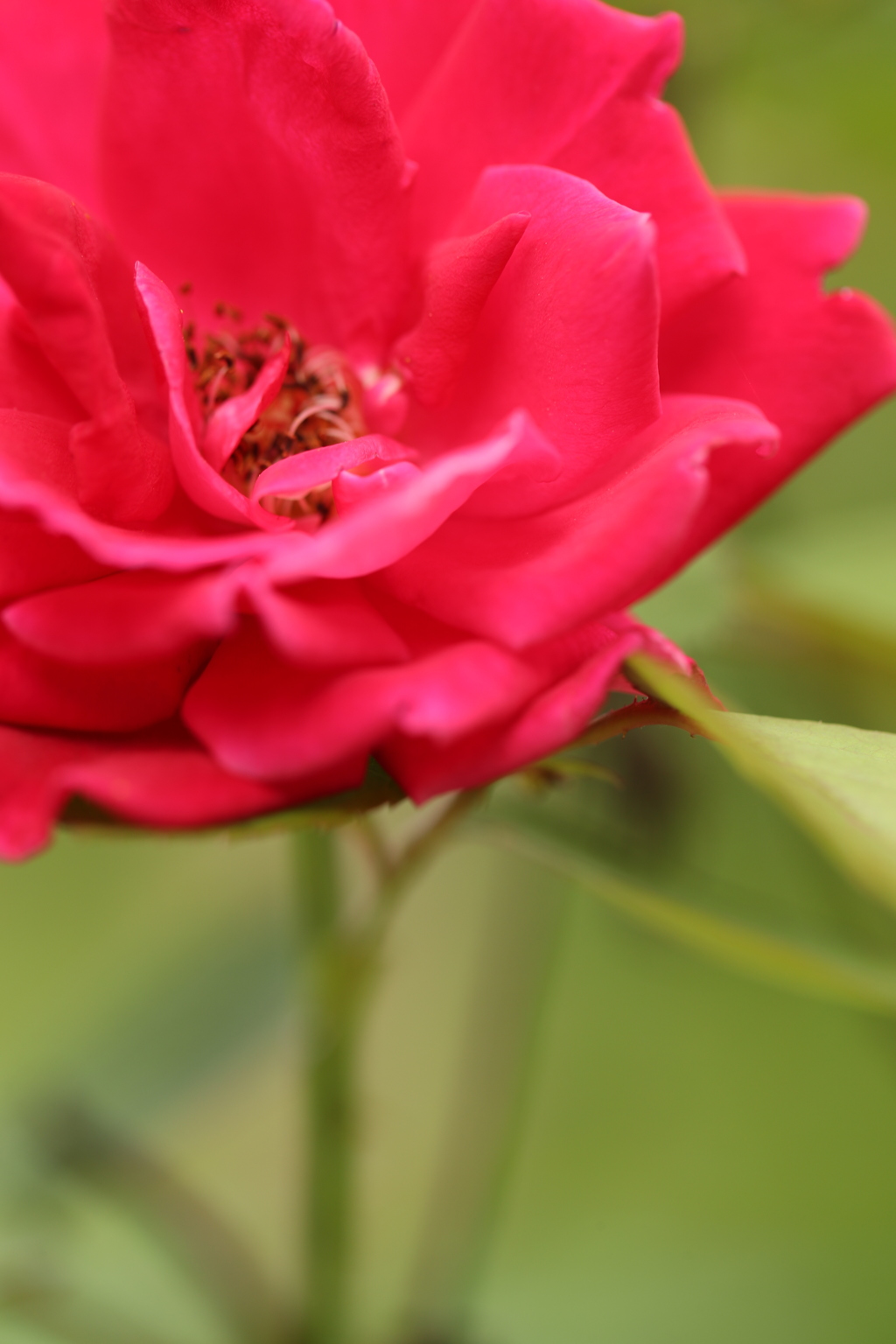 希望の薔薇