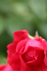 薔薇を感じて