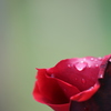 薔薇の涙