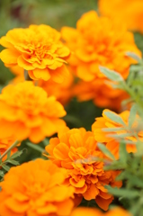 一緒に生きよう