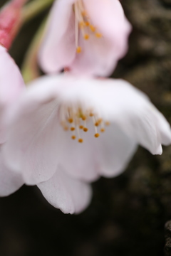 初桜