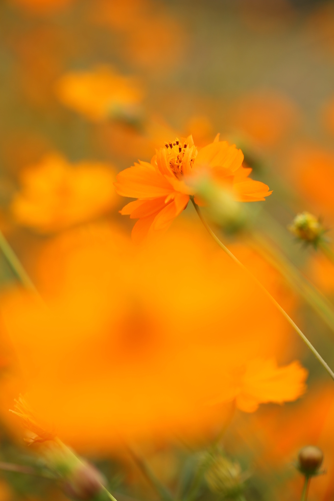 やわらかなキバナ