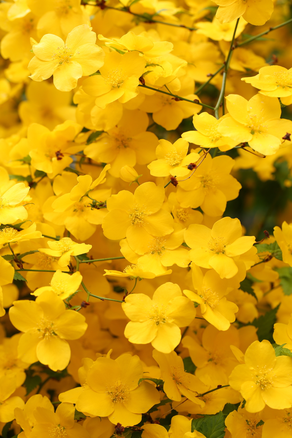 幸せの黄色い花