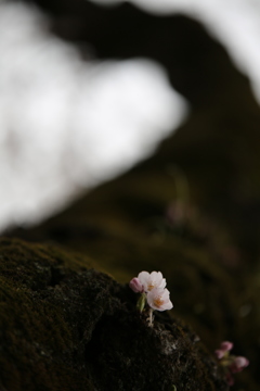 春の道