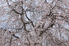 桜の季節