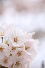 桜の歌声