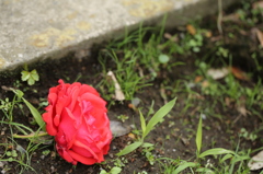 落ちても薔薇
