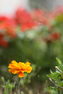 花模様