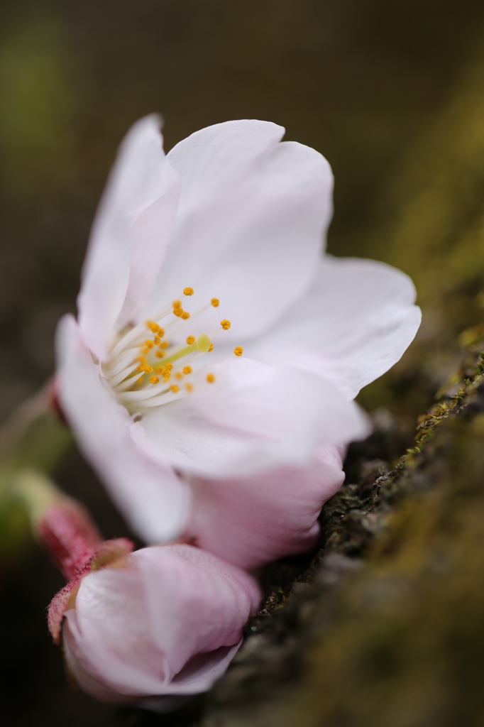 桜腕枕