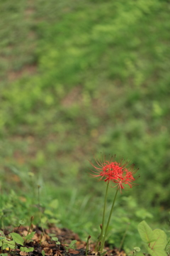 彼岸花