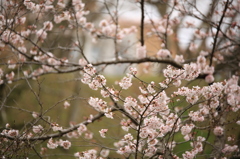 桜色に染まって