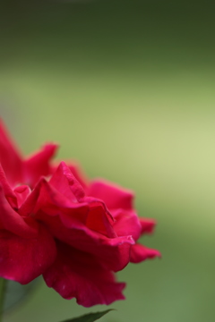夢見る薔薇