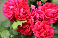 薔薇よ　君は美しい
