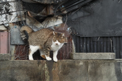 ある日の午後