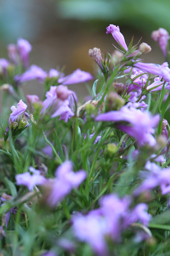 うす紫咲き誇る