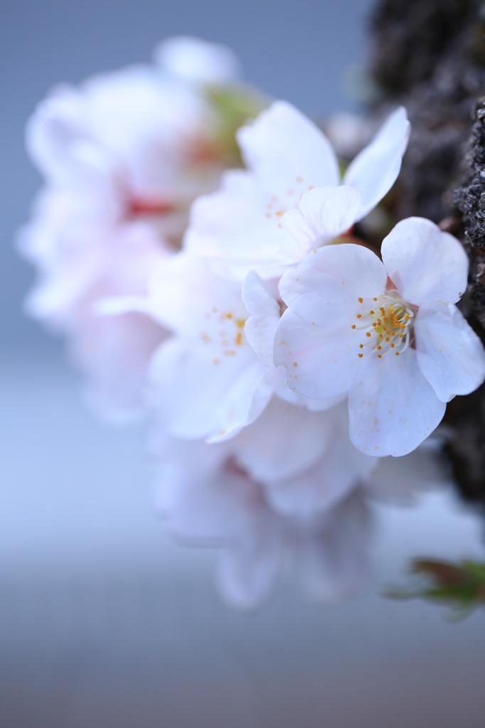 春に咲く