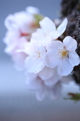春に咲く