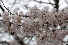 桜　サクラ　さくら