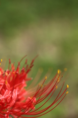秋の花