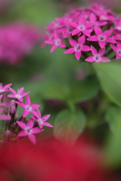 天空の花達