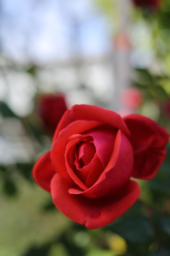 真紅の希望