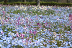 希望の花園