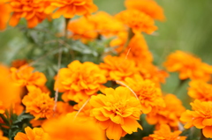 オレンジの群生