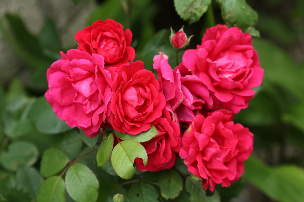 薔薇一家